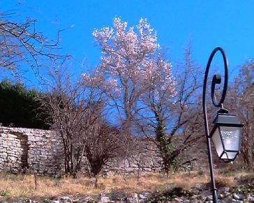 Amandiers en fleurs